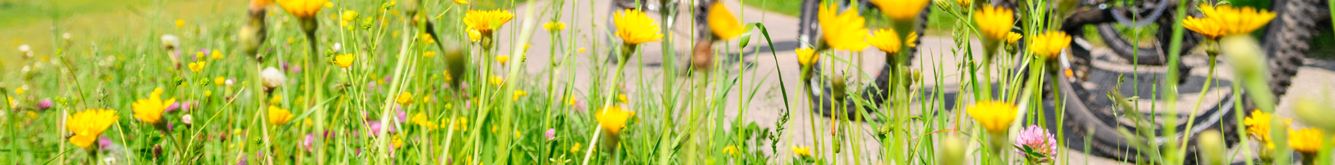  - Radel Bluschke Lingen